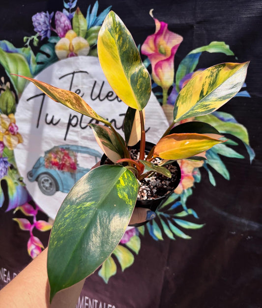 Philodendron Red Congo Variegado “4