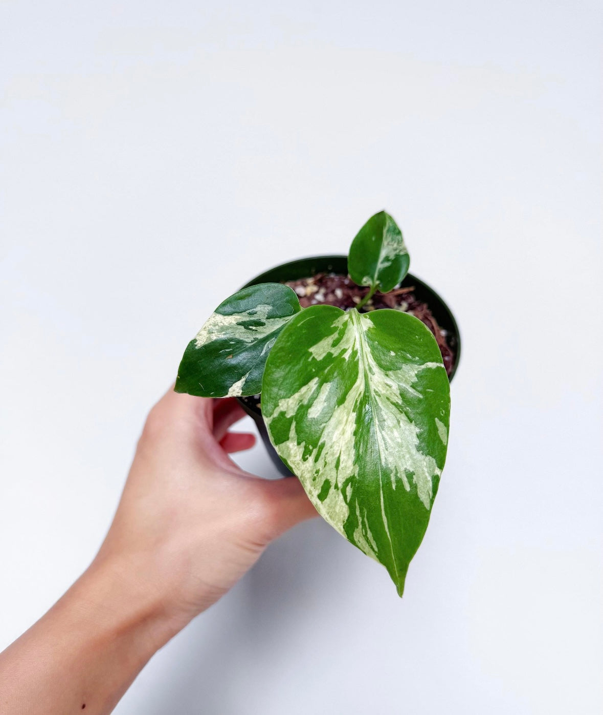 Monstera Bulbasaur “4