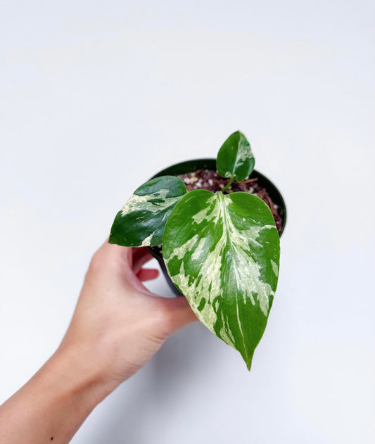 Monstera Bulbasaur “4