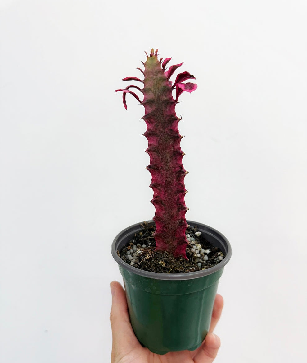 Euphorbia Trigona Pink “4