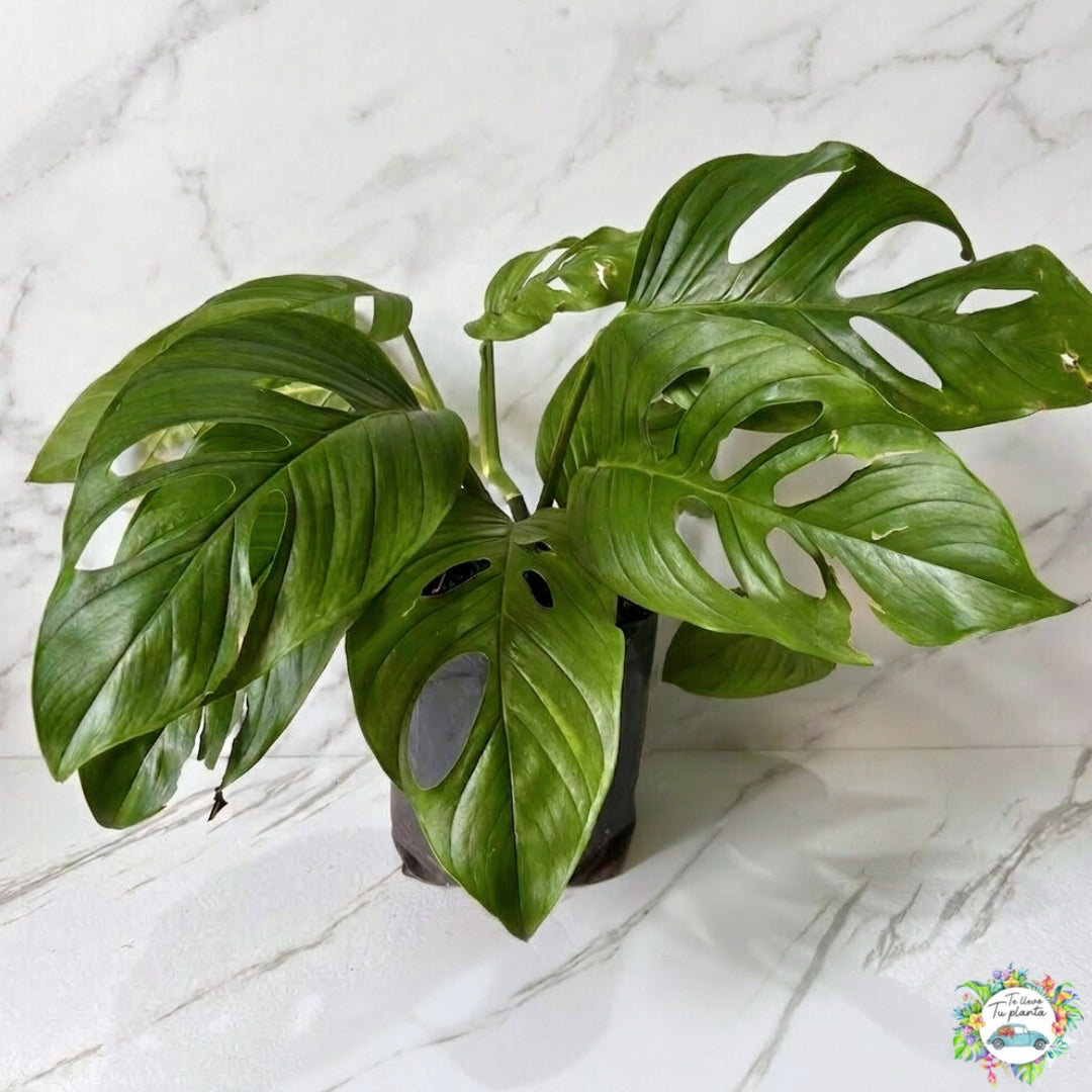 Monstera Acacoyaguensis XL “10