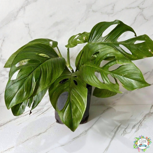 Monstera Acacoyaguensis XL “10