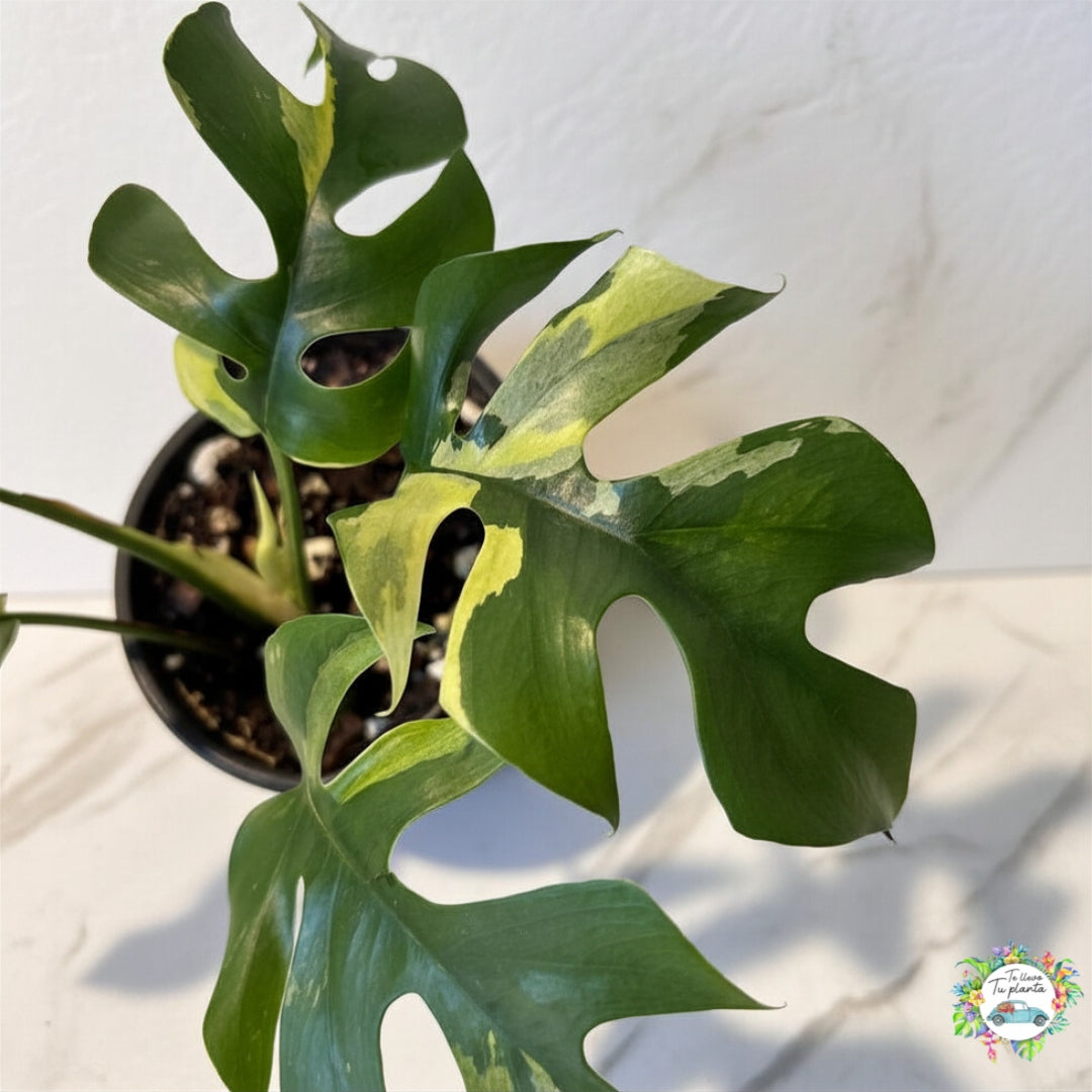 Raphidophora Tetrasperma Variegada “4 (B)