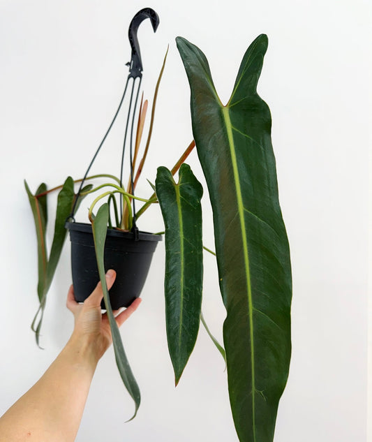 Philodendron Spiritus Sancti XL (maceta colgante) “6
