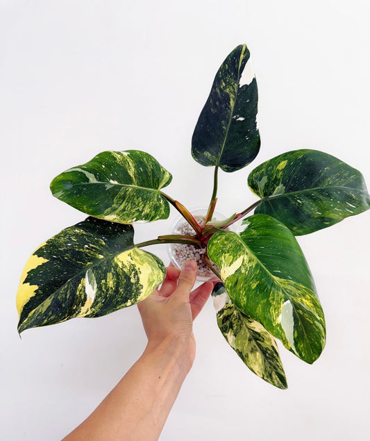 Philodendron White Princess Tricolor “4 (planta exacta)