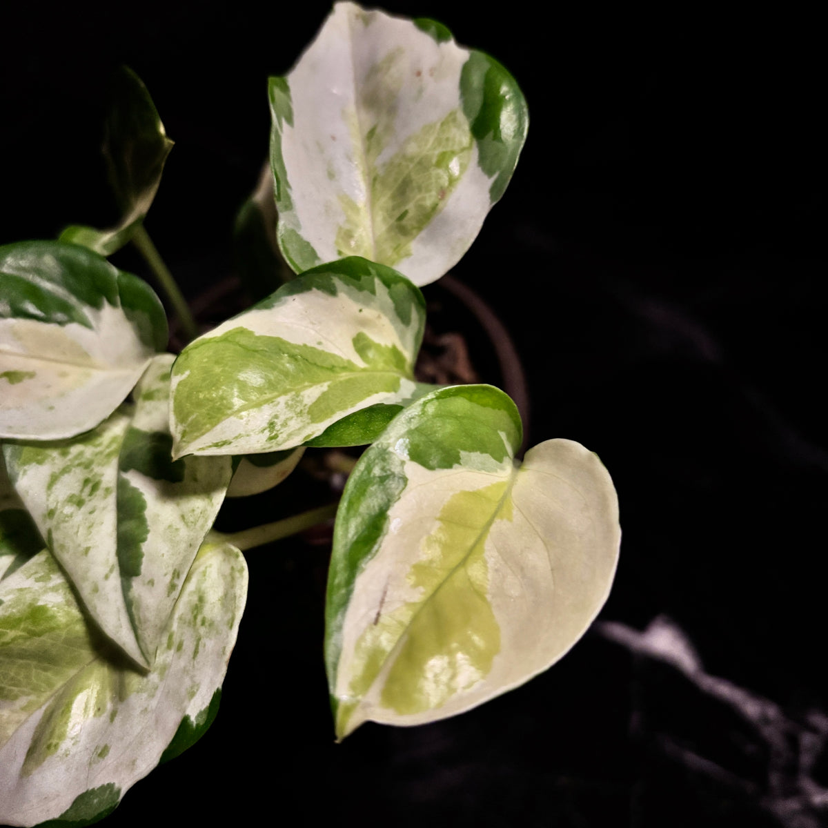 Epipremnum Aureum | Pothos Global Japanese “4