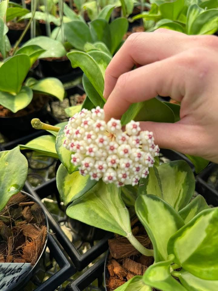 Hoya Pachyclada Variegado Interior “4