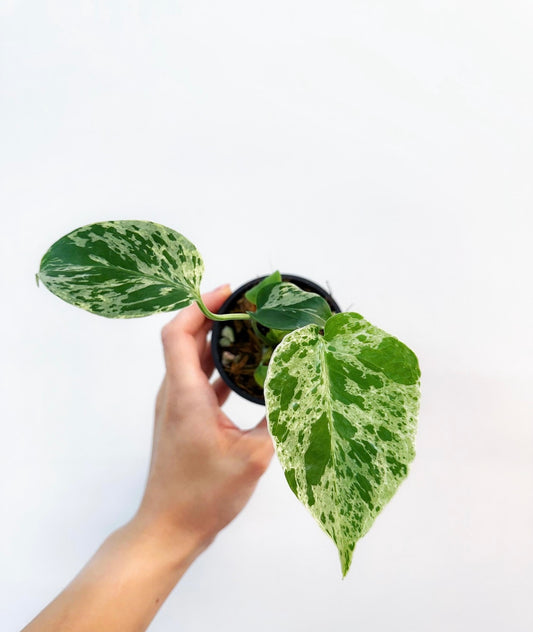 Monstera Bulbasaur “4