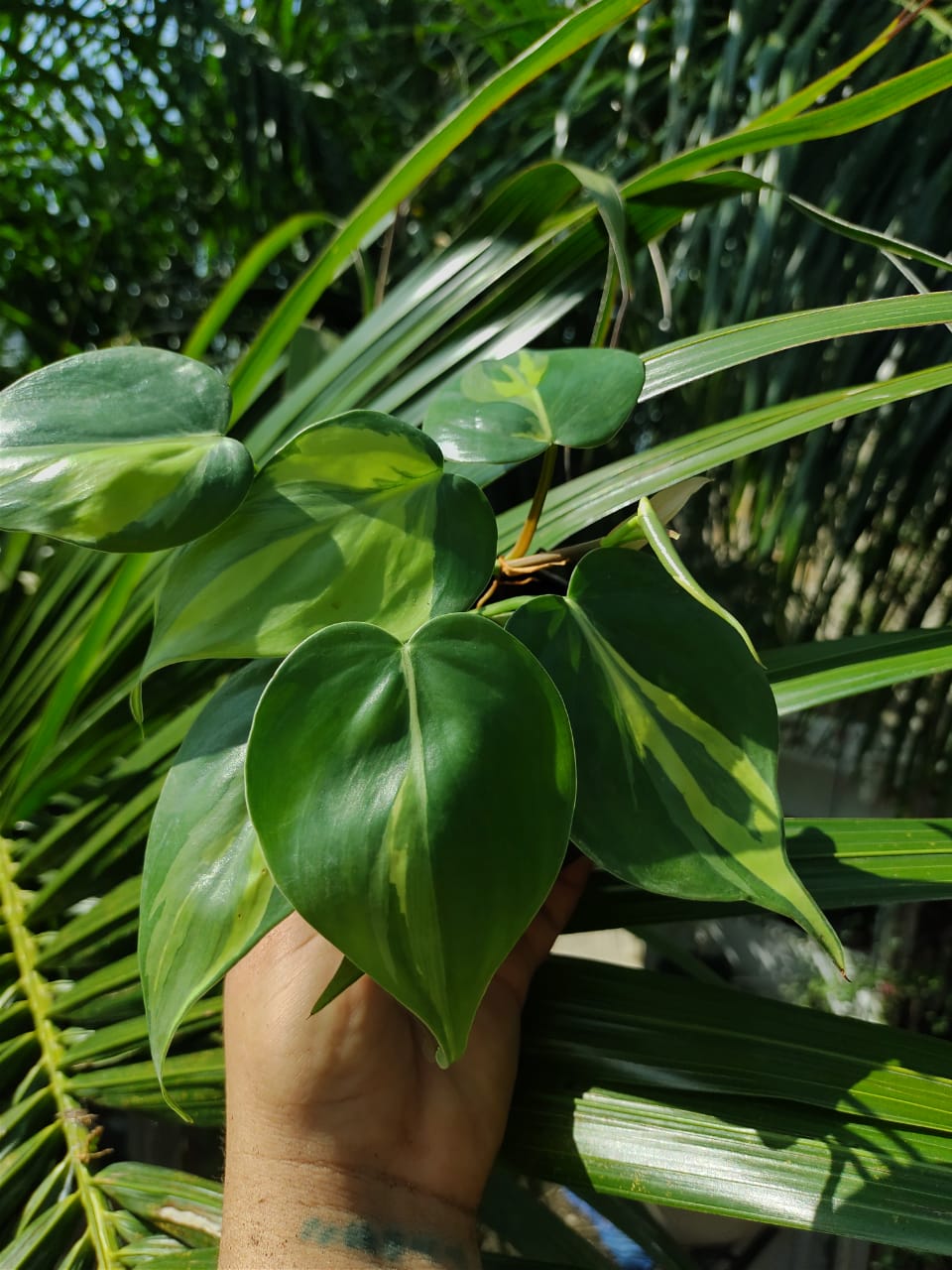 Philodendron Carnival "4