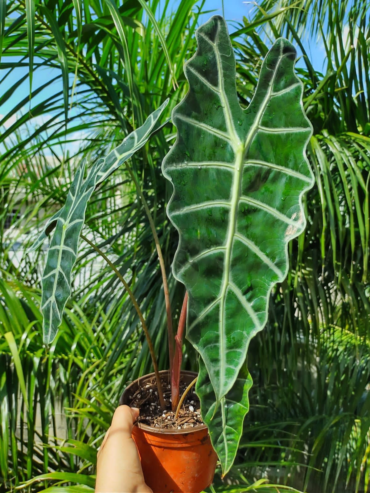 Alocasia Amazonica  #6