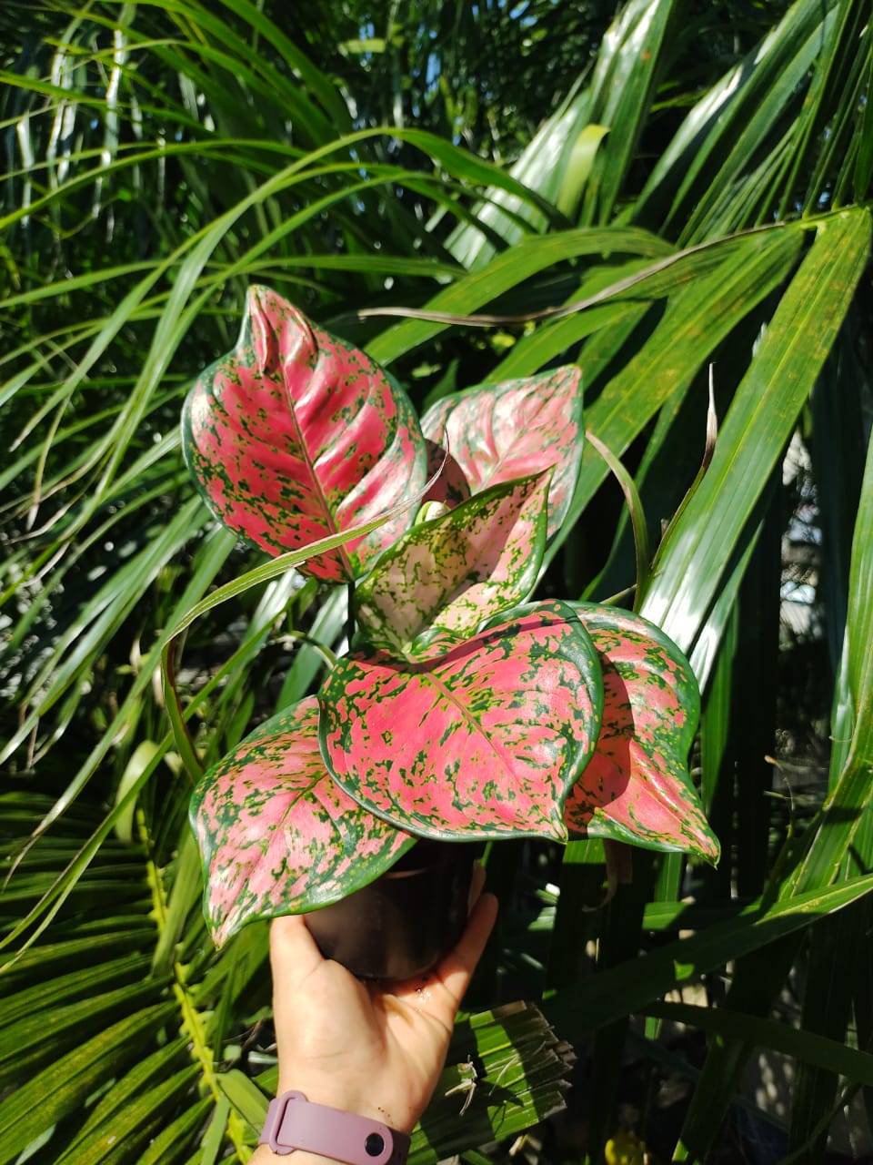 Aglaonema Red Anyamanee