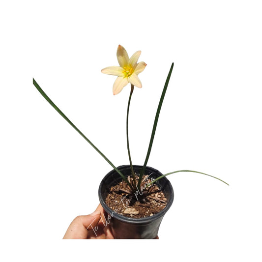 Zephyranthes King Ramson (1 bulbo)