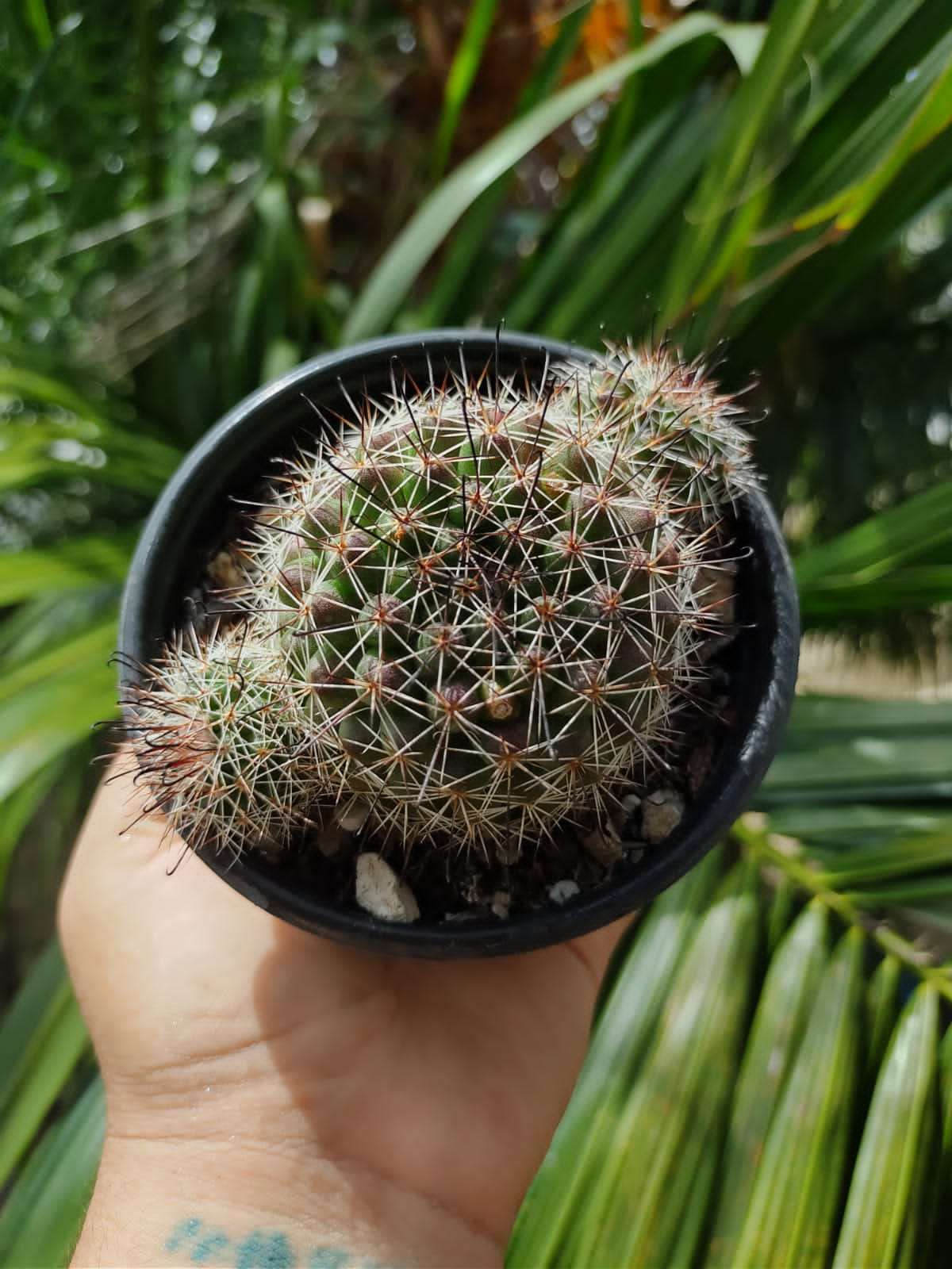 Mammillaria beneckei #4