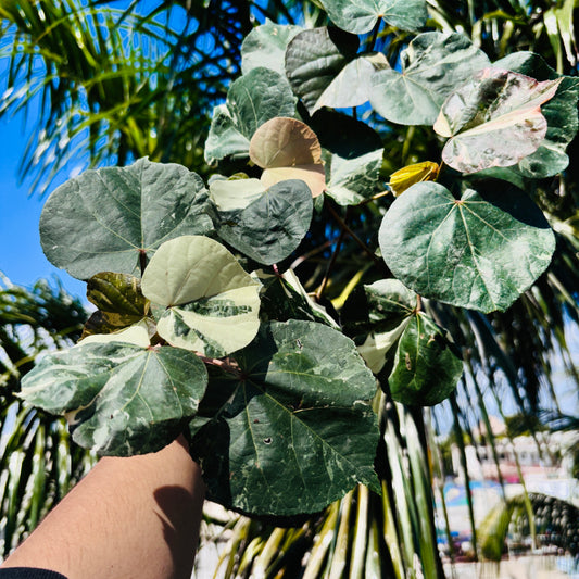 Hibiscus Tilleaceus Variegada (Majagua Arcoíris)