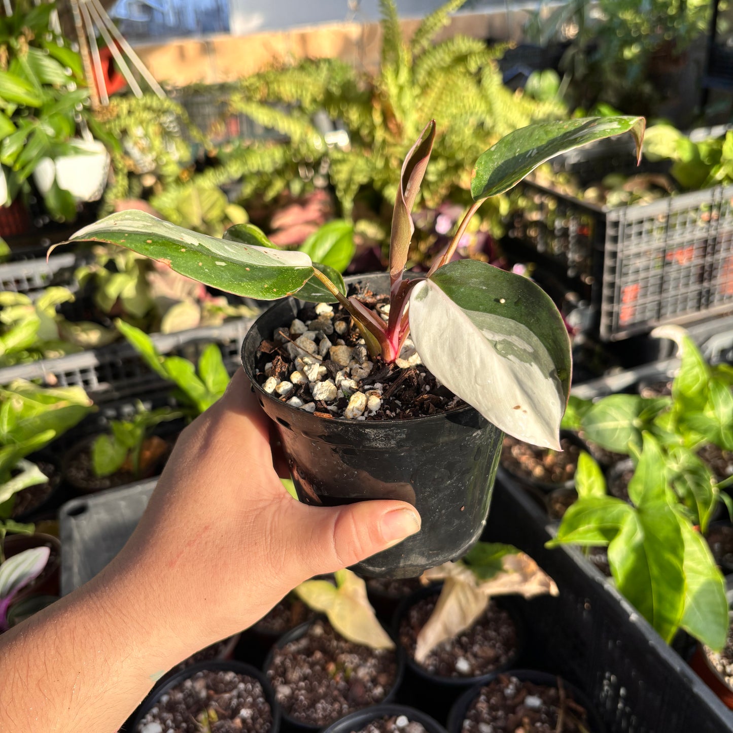 Philodendron Red Anderson “4