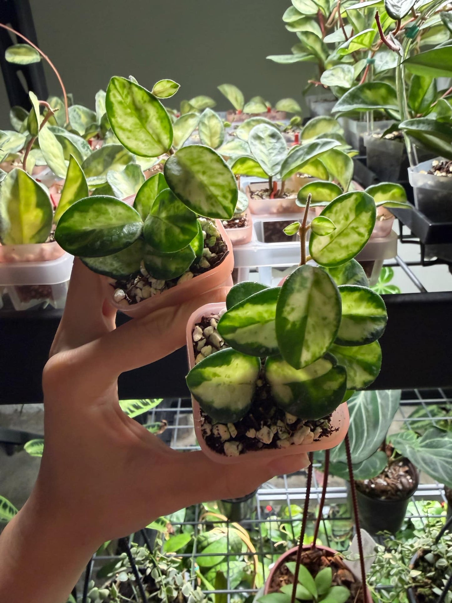 Hoya Mathilde Variegada “3