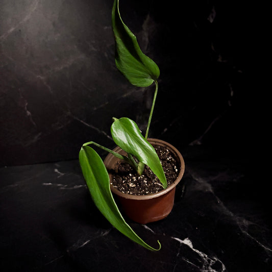 Monstera Burle Marx Flame “5