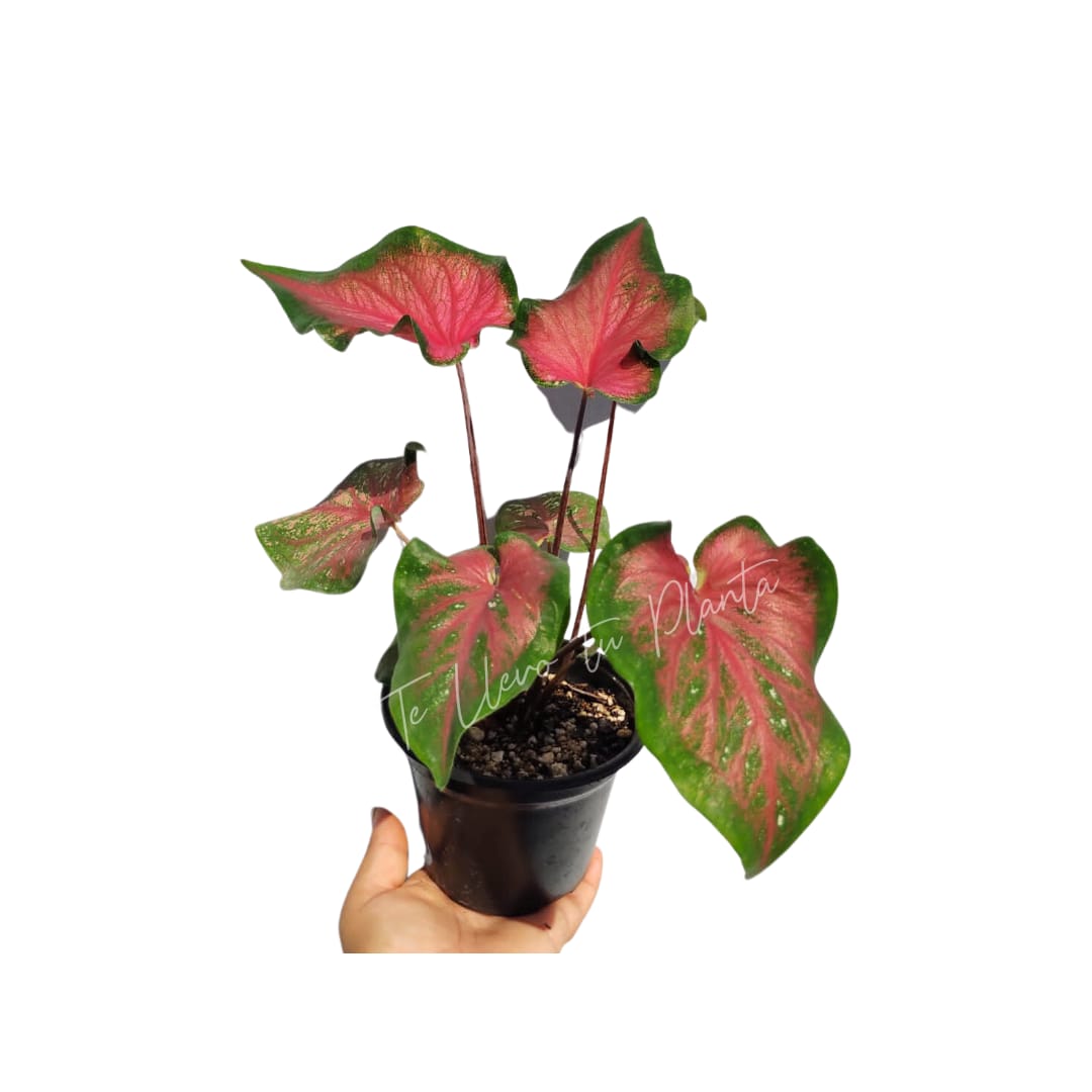 Caladium Sweet Heart #5