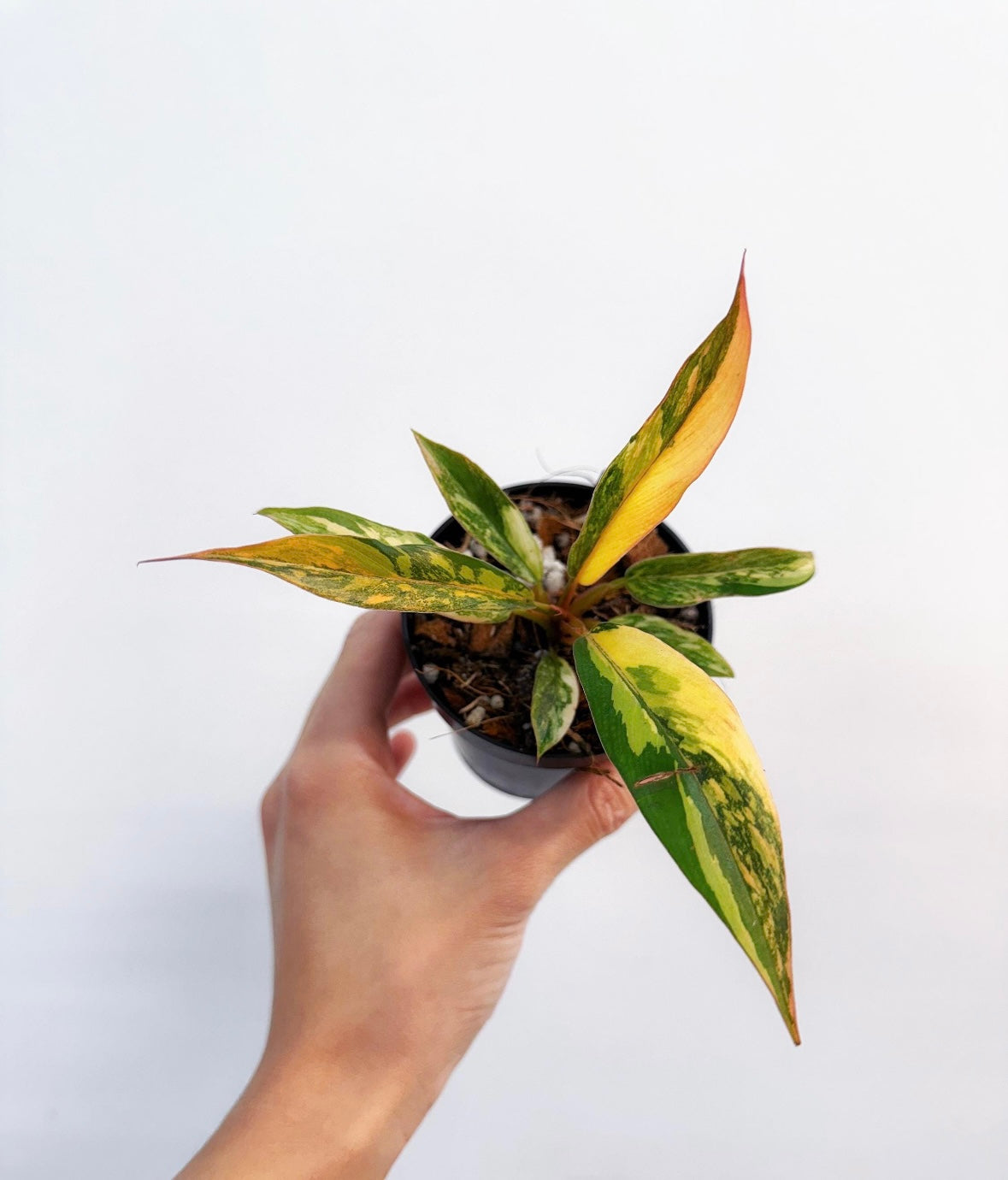 Philodendron Caramel Marble Fire “4