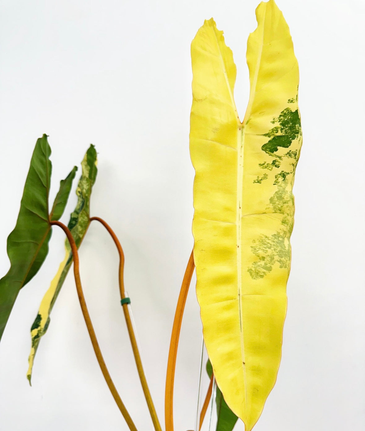 Philodendron Billietiae “6 (planta exacta)