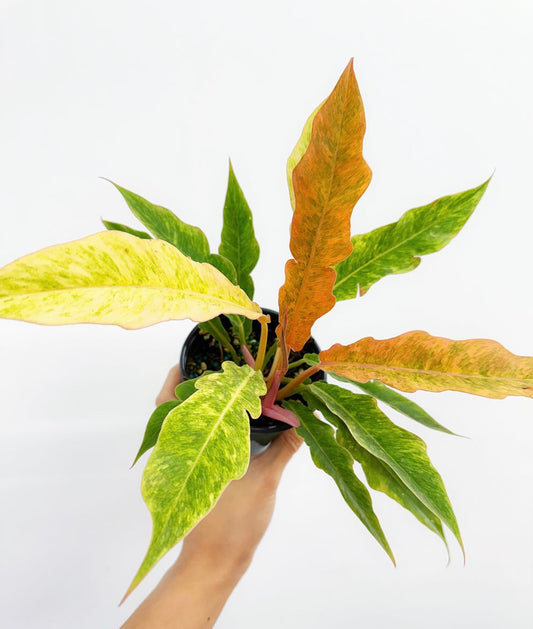 Philodendron Golden Serratum “4