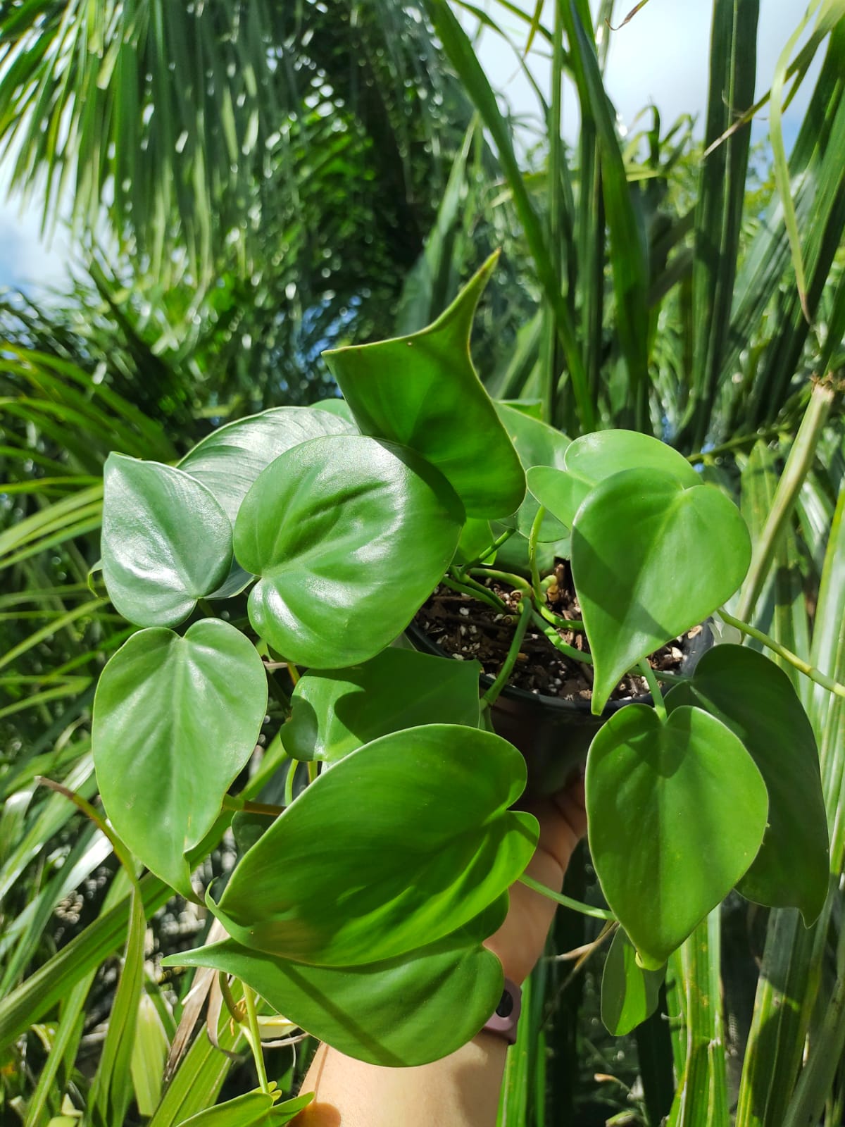 Philodendron cordatum (hederaceum) maceta #5