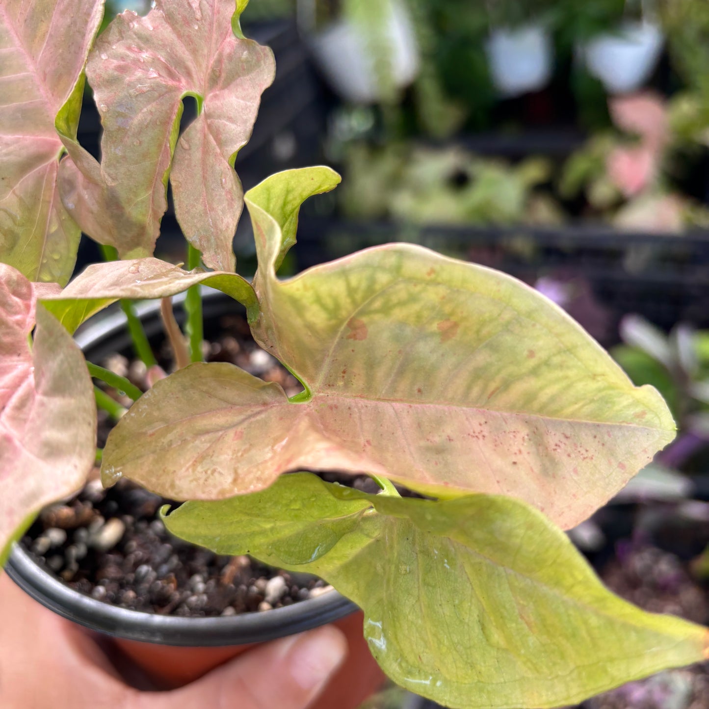 Syngonium Pink Spot “5
