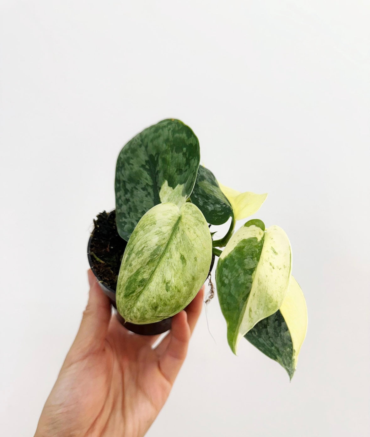 Scindapsus Halimoon “4