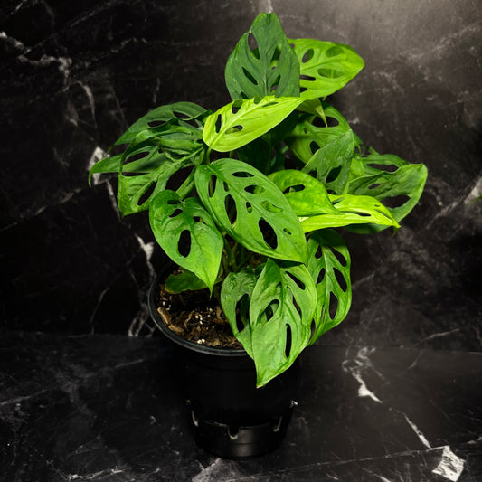 Monstera Adansonii “6