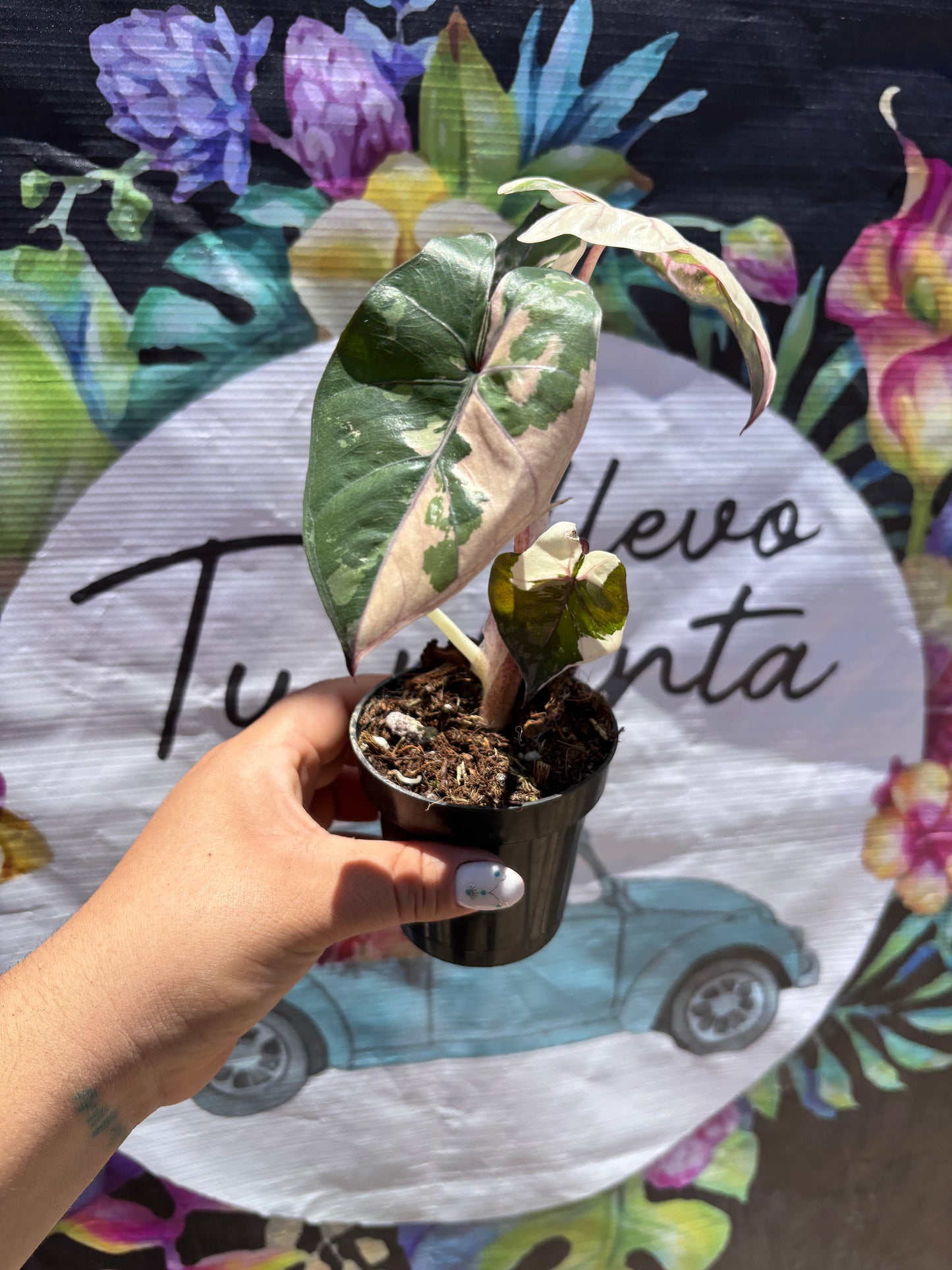 Alocasia Yucatan Princess Variegada "4