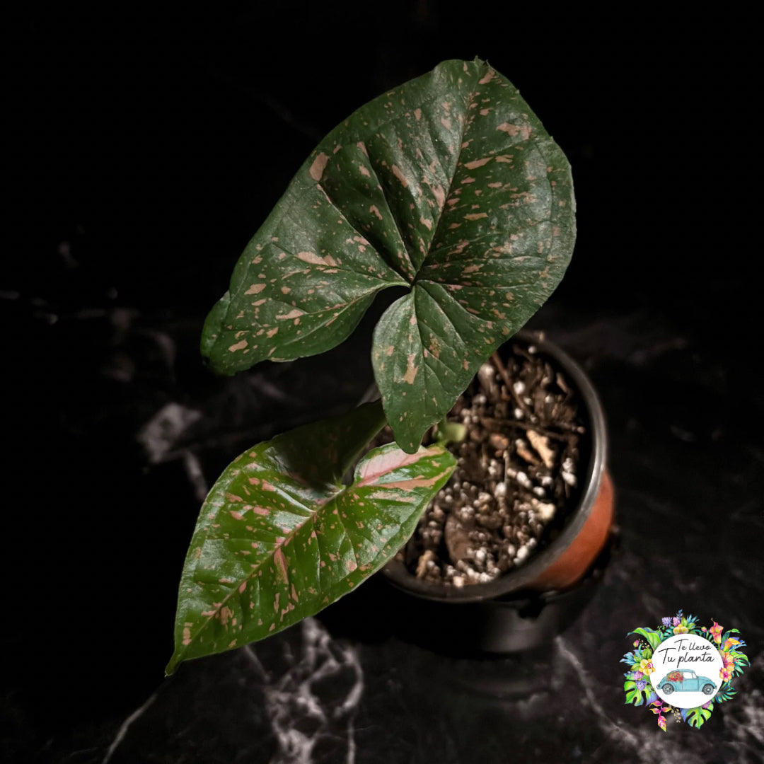 Syngonium Pink Splash Allusion “4