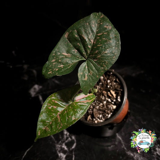 Syngonium Pink Splash Allusion “4