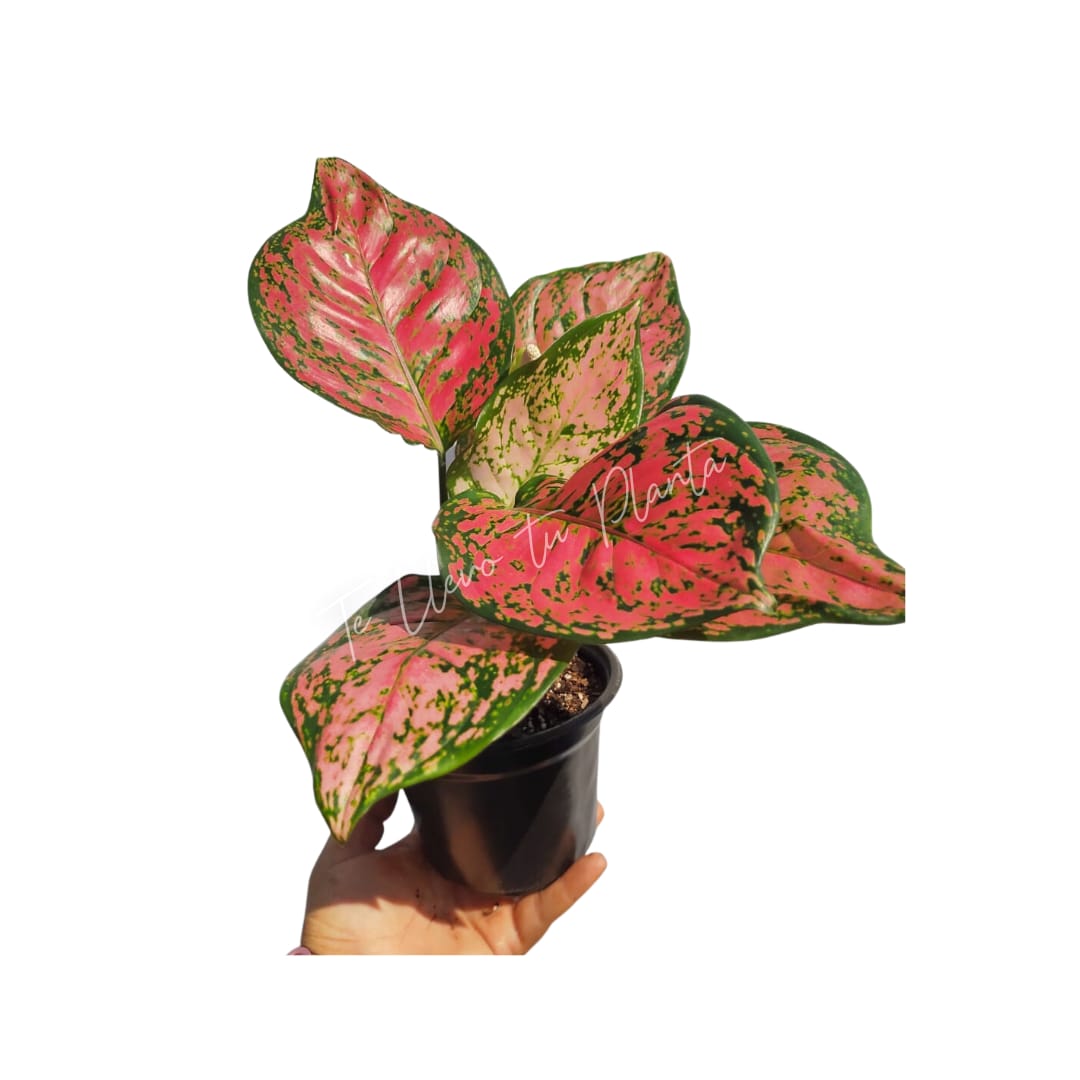 Aglaonema Red Anyamanee