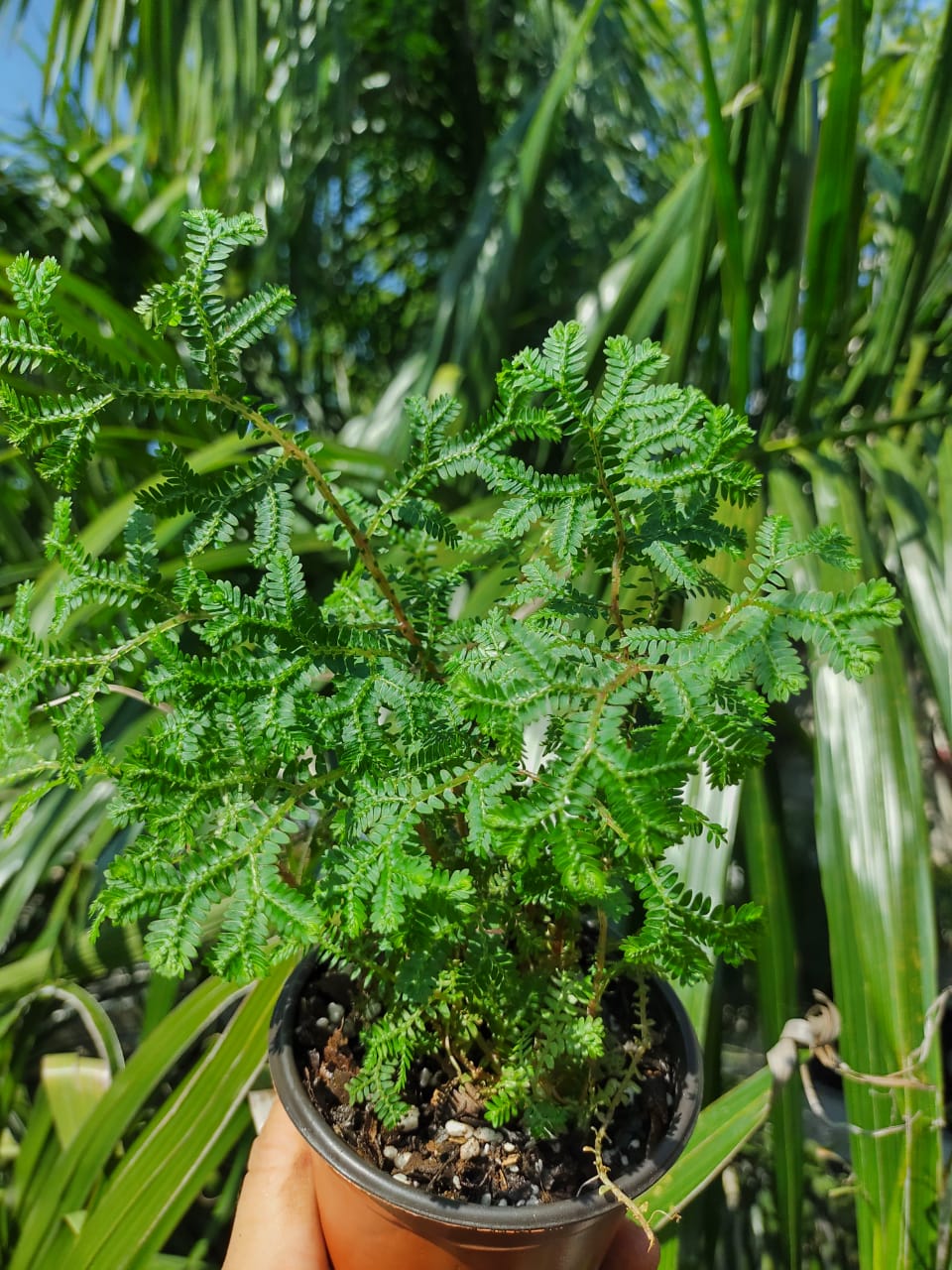 Selaginella Kraussiana