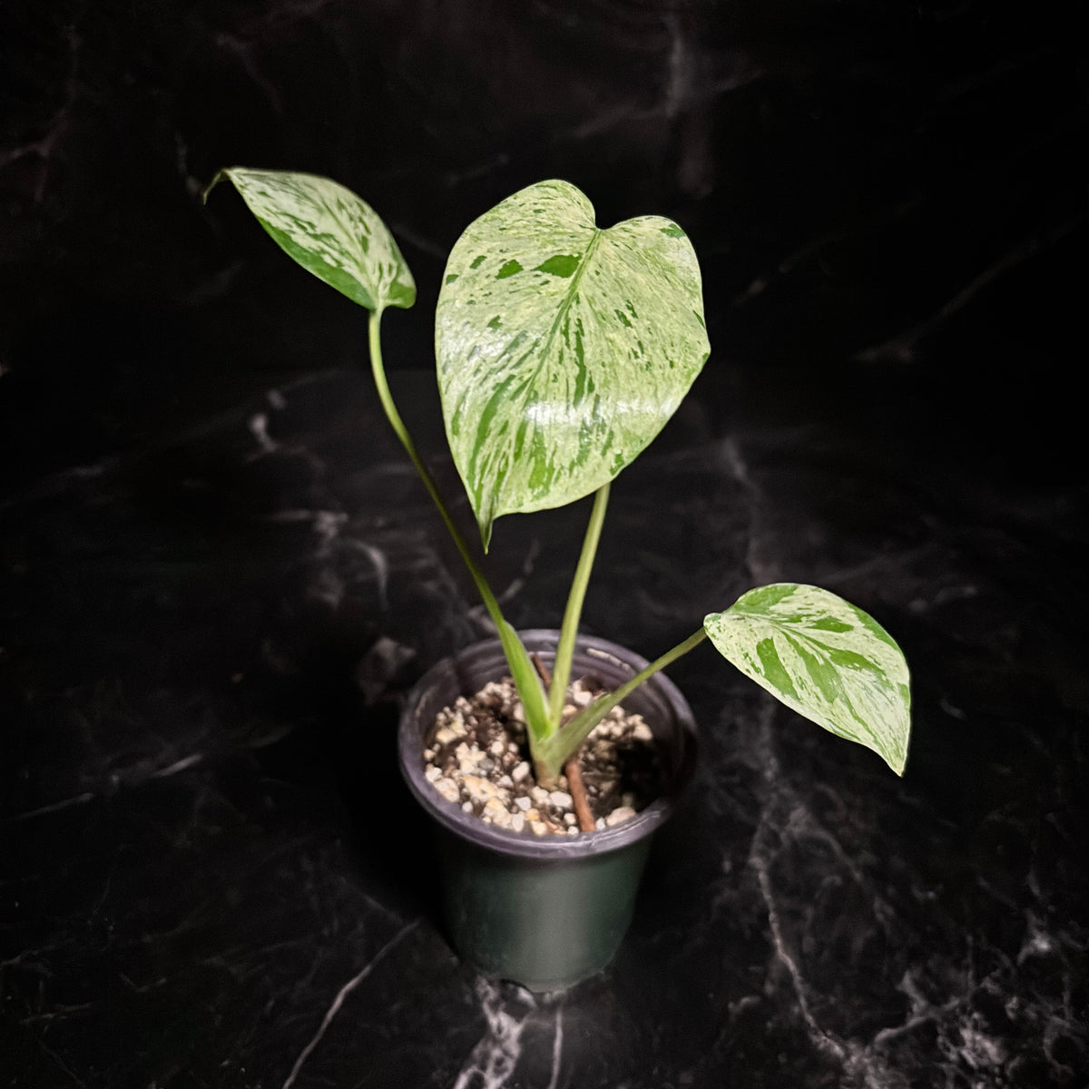 Monstera Bulbasaur “4
