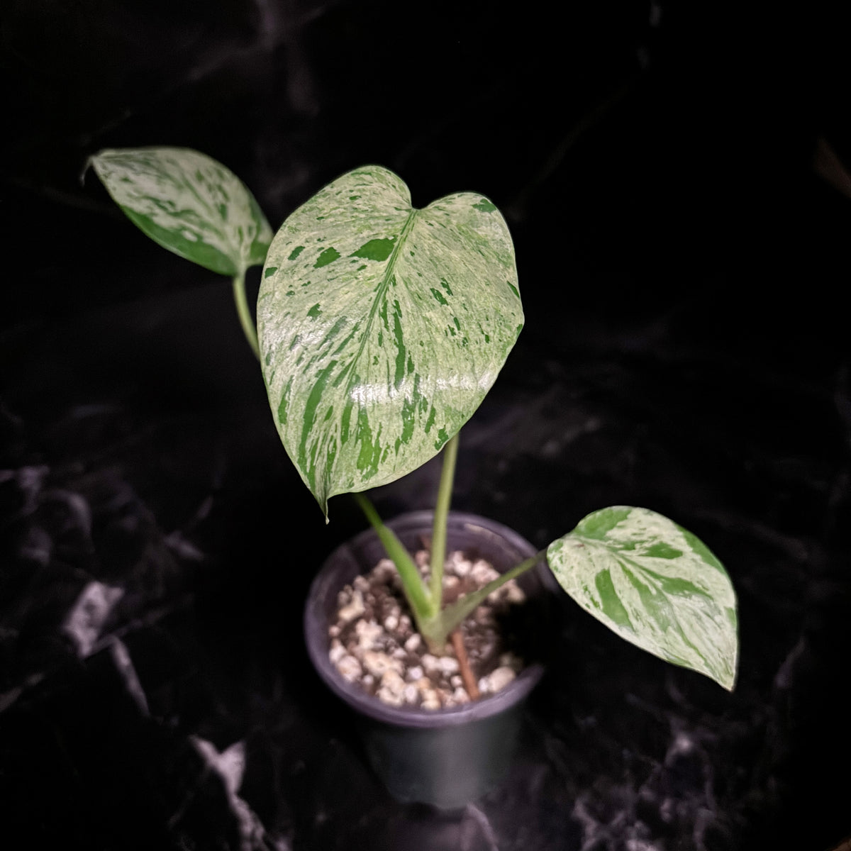 Monstera Bulbasaur “4
