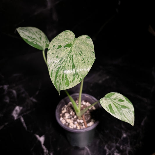 Monstera Bulbasaur “4