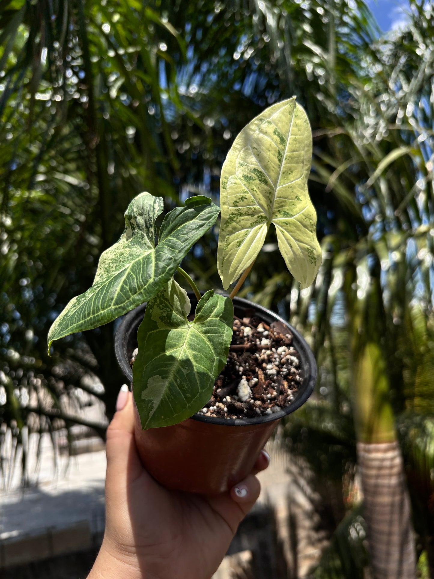 Syngonium Batik Albo “4