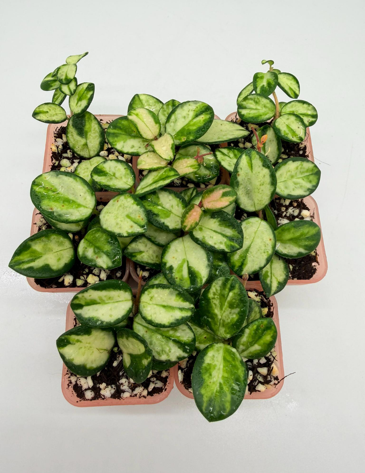 Hoya Mathilde Variegada “3