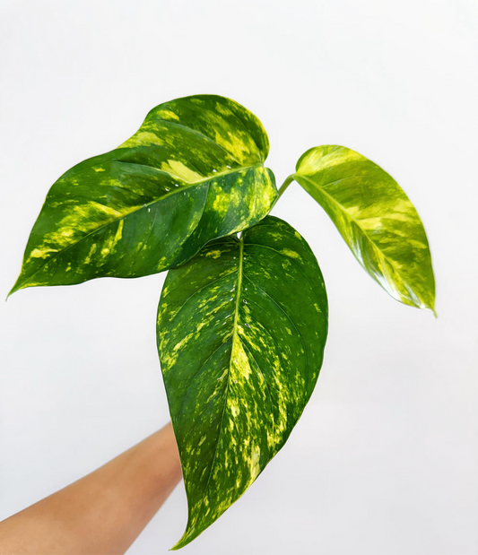 Epipremnum Pinnatum Áurea “4