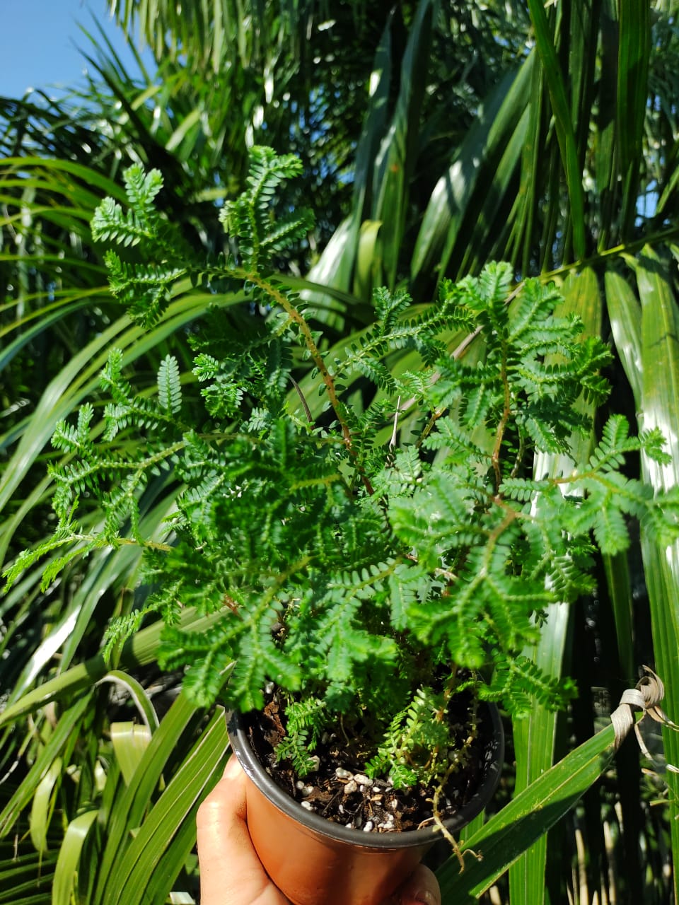 Selaginella Kraussiana