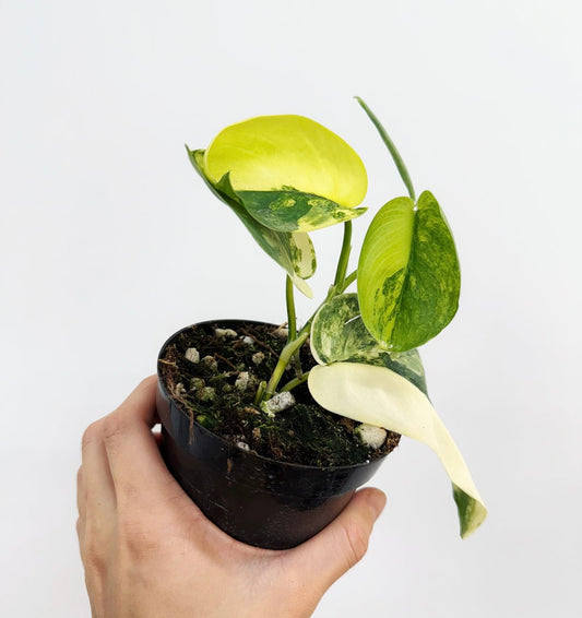 Scindapsus Áurea Jade Satin “4