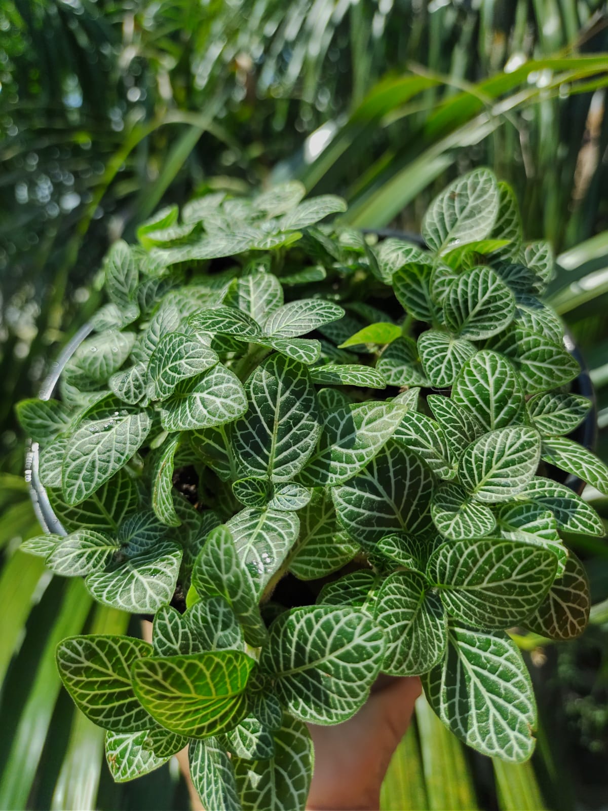 Fittonia maceta "5