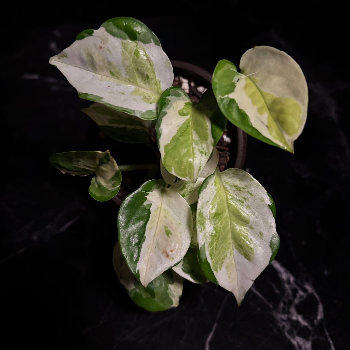 Epipremnum Aureum | Pothos Global Japanese “4