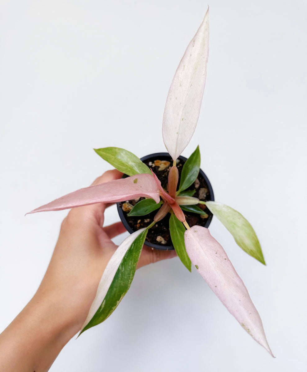 Philodendron Strawberry Marble “4