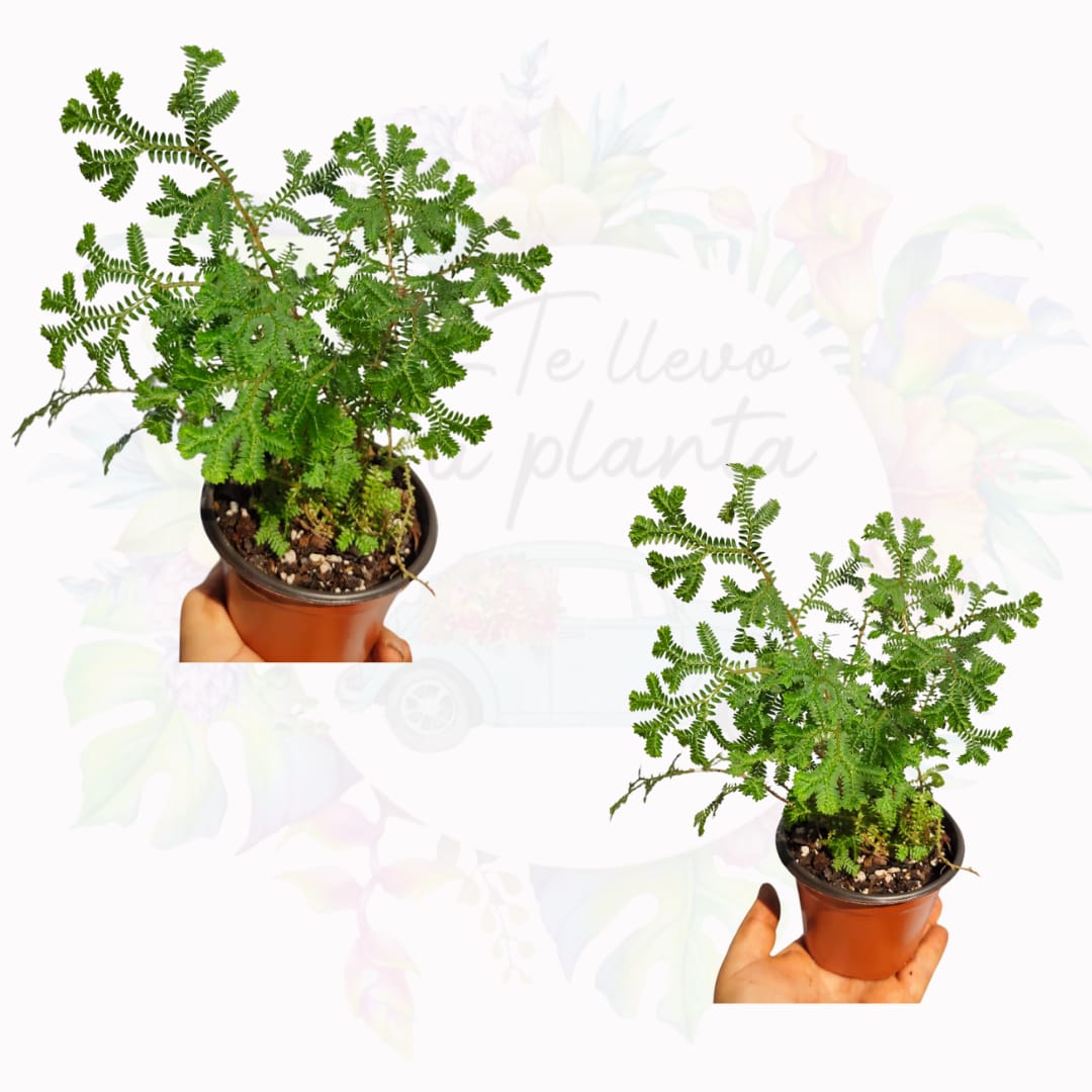 Selaginella Kraussiana