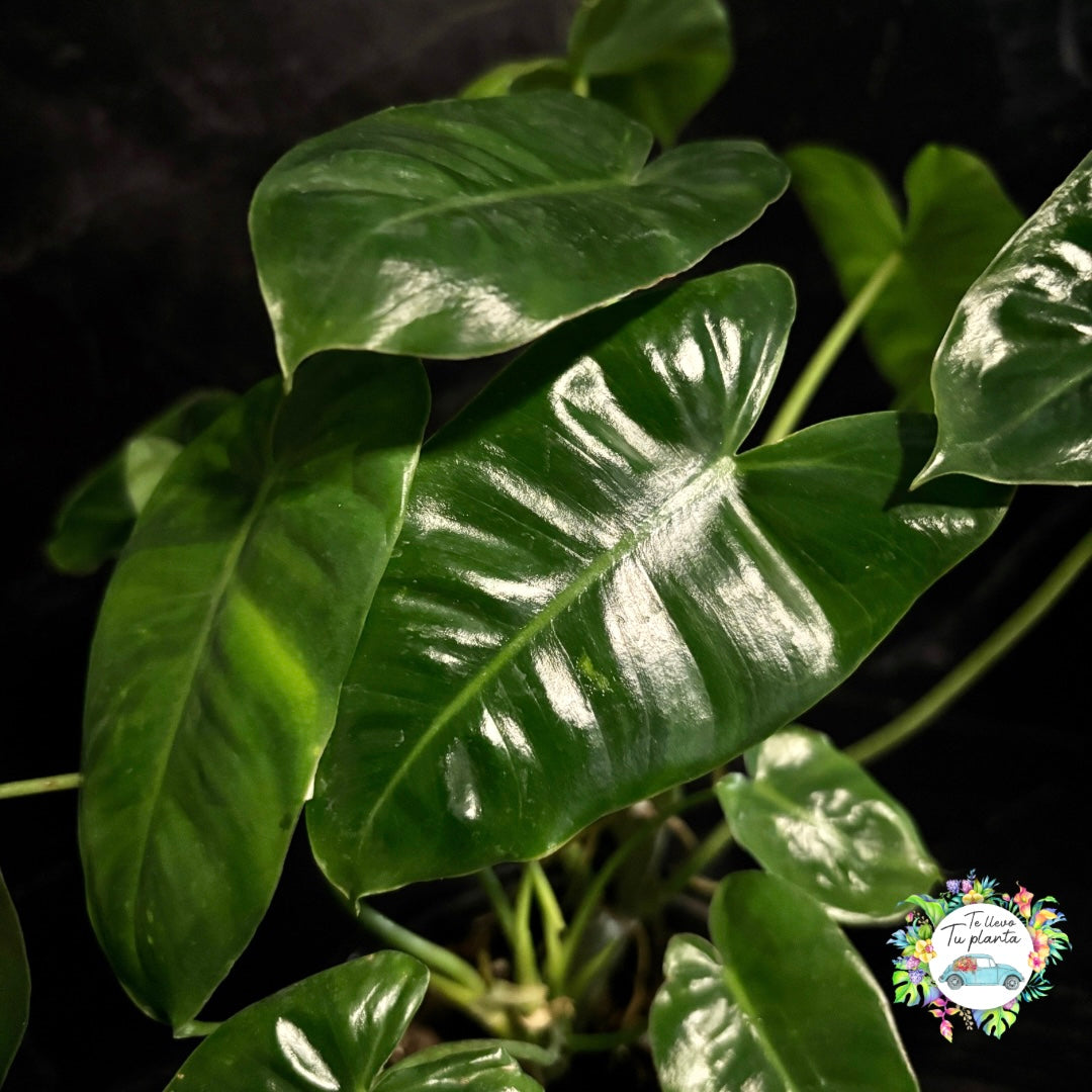 Philodendron Burle Marx “6