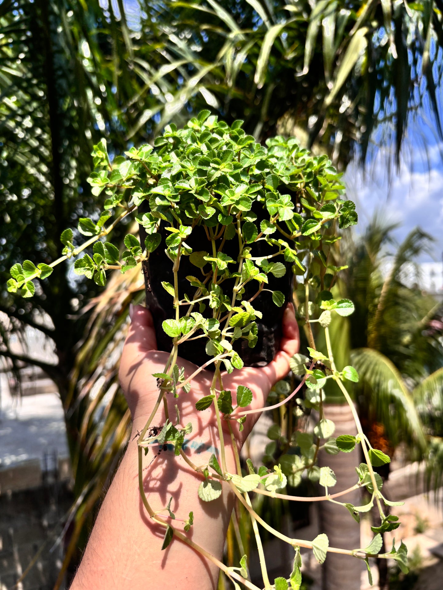Pilea Depressa #4