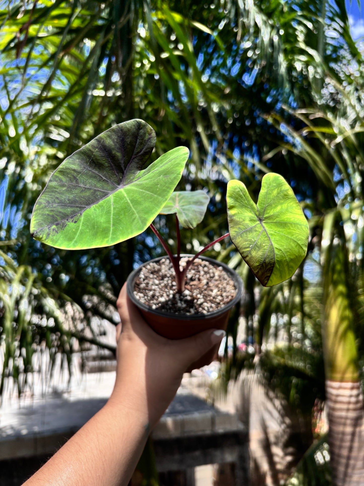 Colocasia Black Marble “5