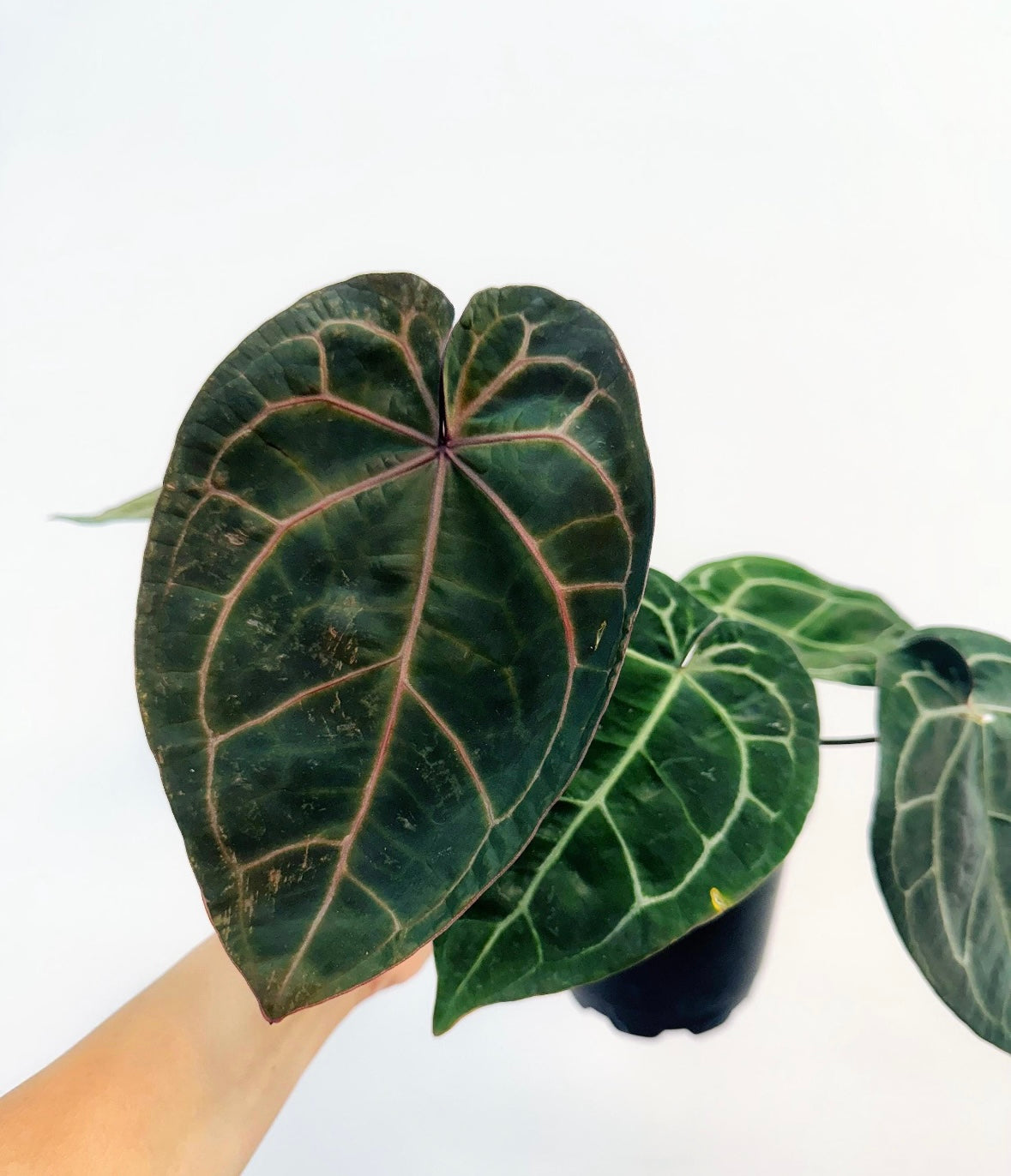 Anthurium Black Widow X Michelle “5